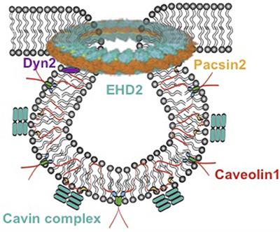 Pathophysiological Role of Caveolae in Hypertension